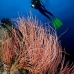 seawhip_pc_v_0705_png1929.jpg